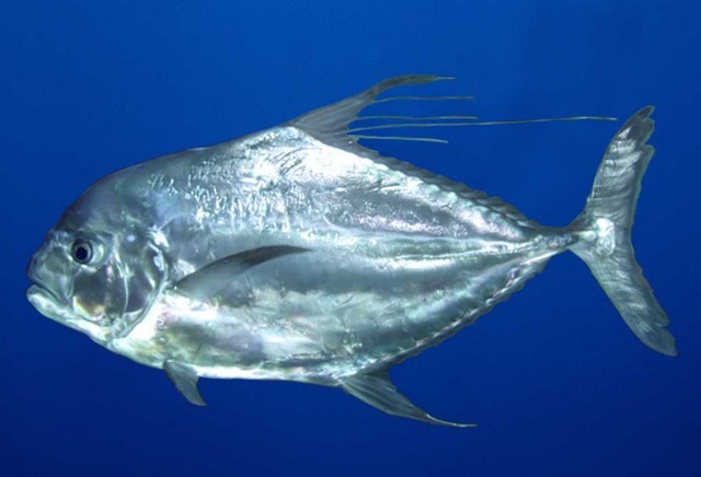 Alectis ciliaris (Pompano africano)